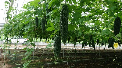 �S�����C�V��2��