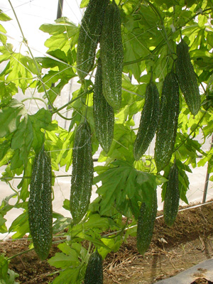 �S���ؙz�i�ЂႭ�Ȃ肩���j