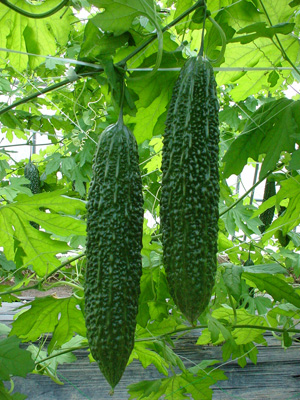 �S���P�z�i�ЂႭ�Ȃ肫���j