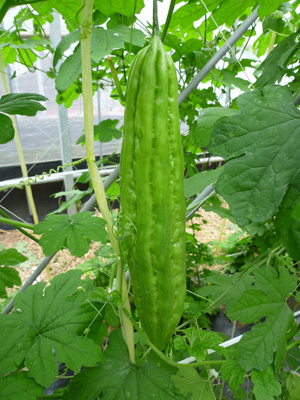 �S��������C�V