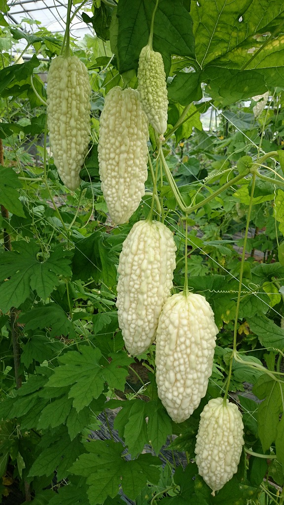 �S���ق킢�Ɓi�����C�V�j