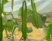 �S������