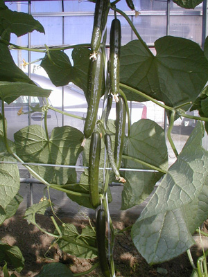 �D�P�i�䂤���j