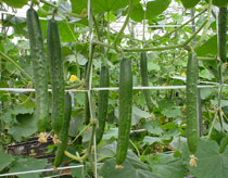 �u���C�N�V�O