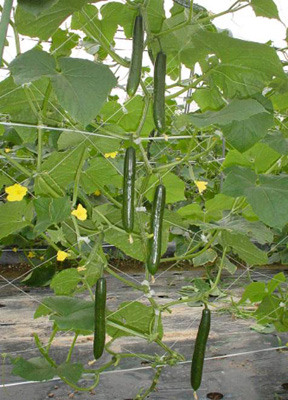 �Z���\���Q��