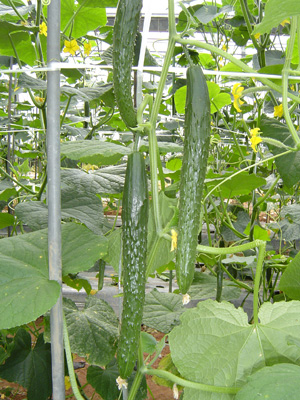 �l�t�D��i�����悤�䂤�����j