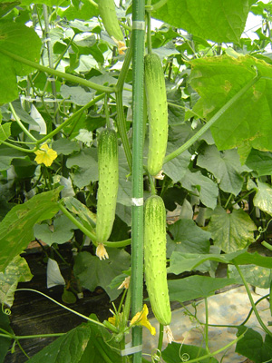 �����ďH�i�͂񂵂납���イ�j